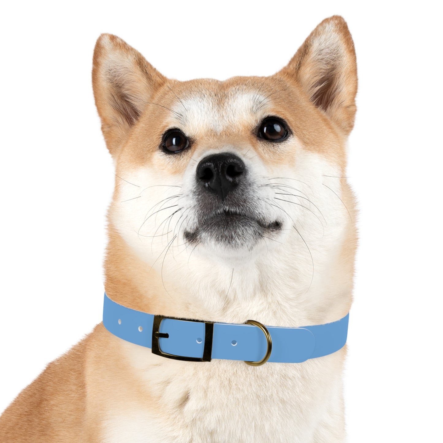 First Do No Harm Blue Dog Collar