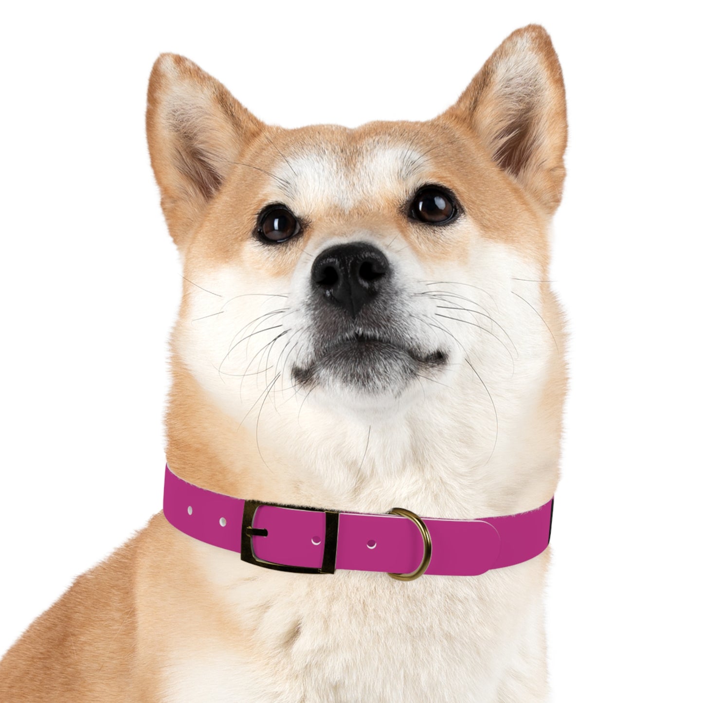 Making The Rounds-- Pink With Black Dog Collar