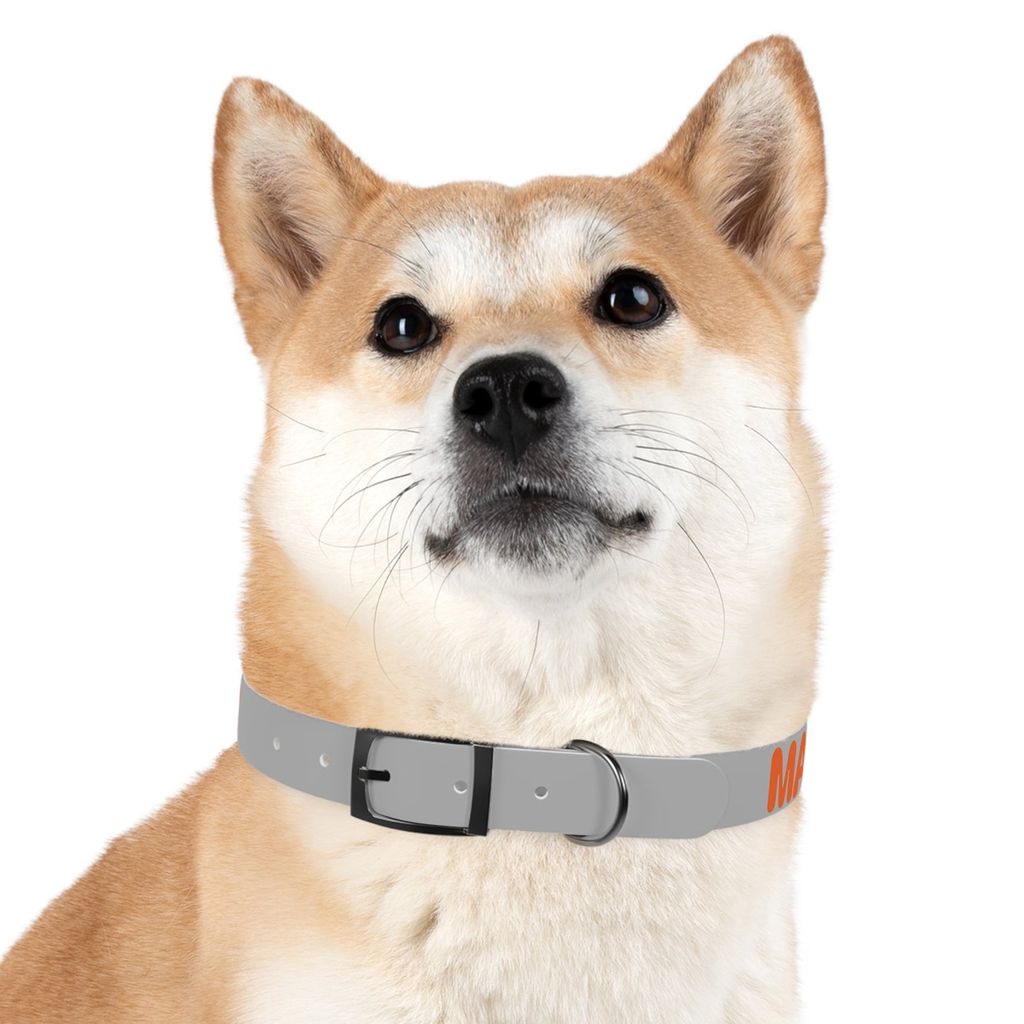 Making The Rounds Grey with Orange Dog Collar