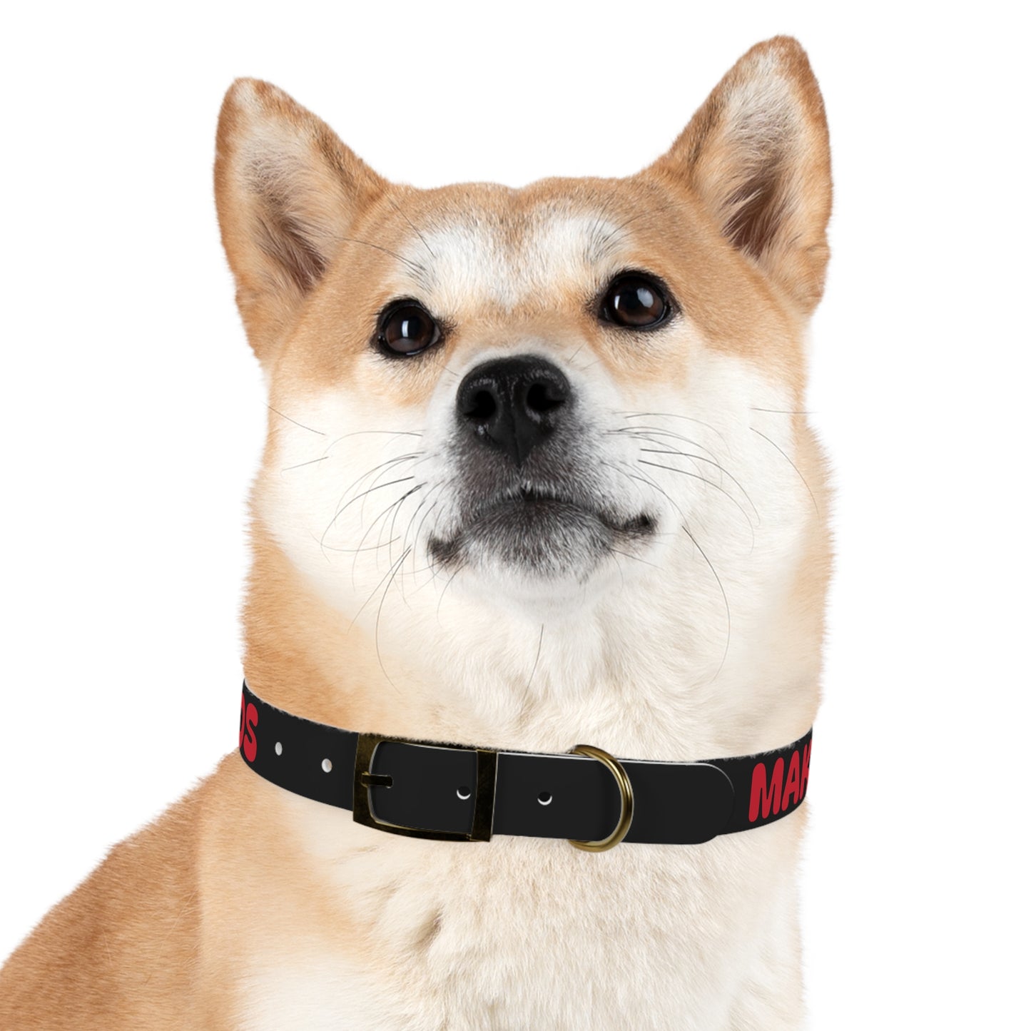 Making The Rounds Black with Red Dog Collar