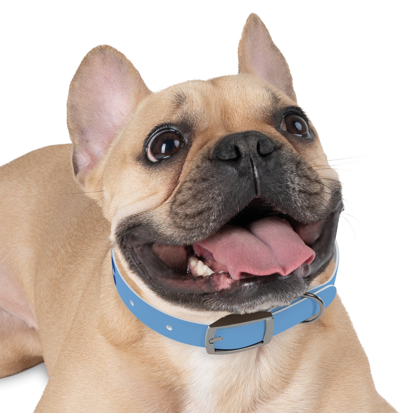 Making The Rounds -- Blue Dog Collar