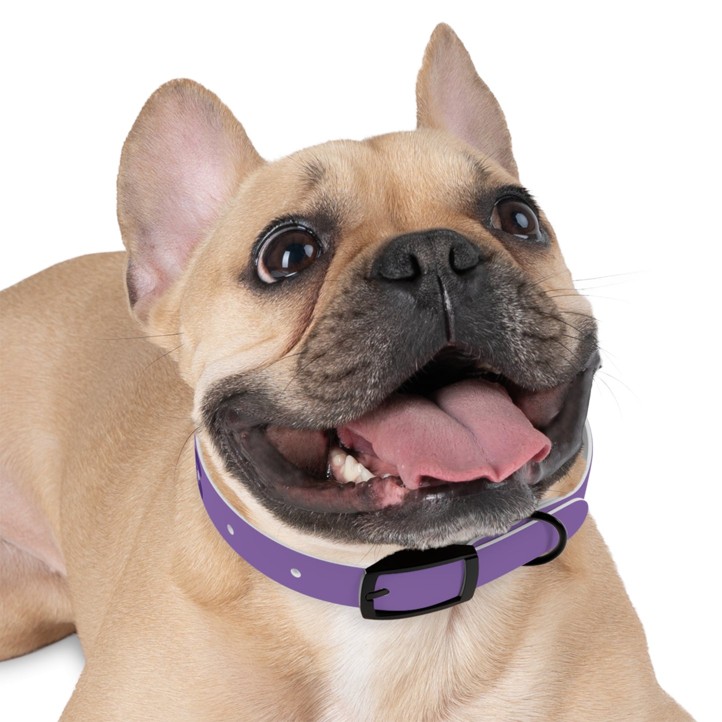 Making The Rounds Purple Dog Collar