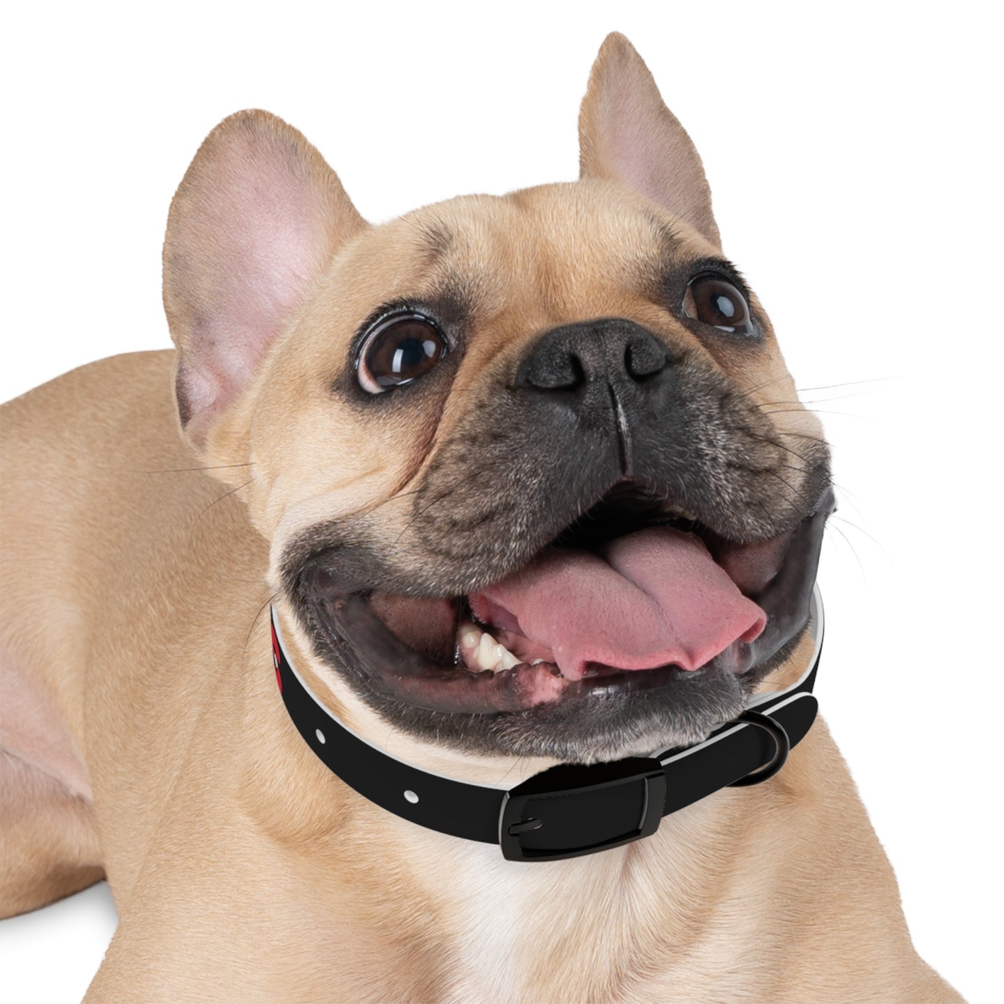 Making The Rounds Black with Red Dog Collar