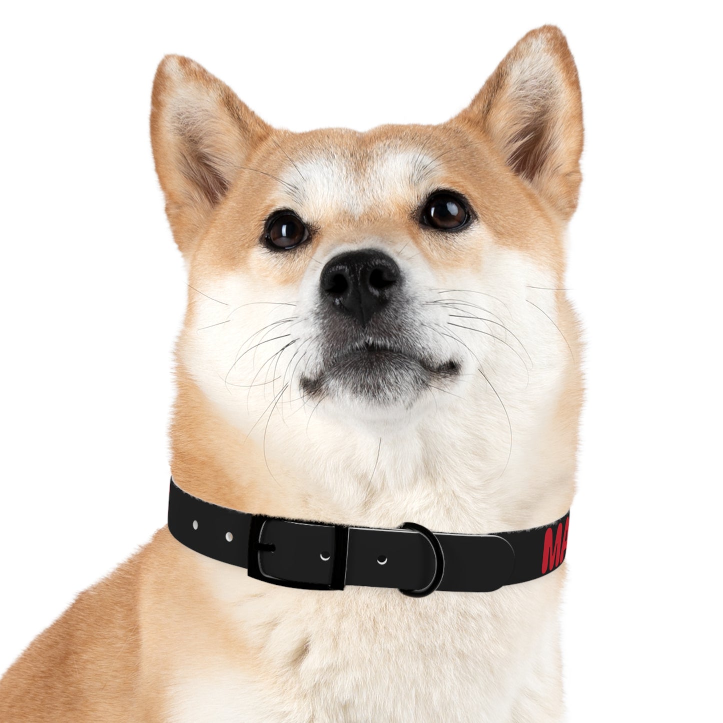 Making The Rounds Black with Red Dog Collar