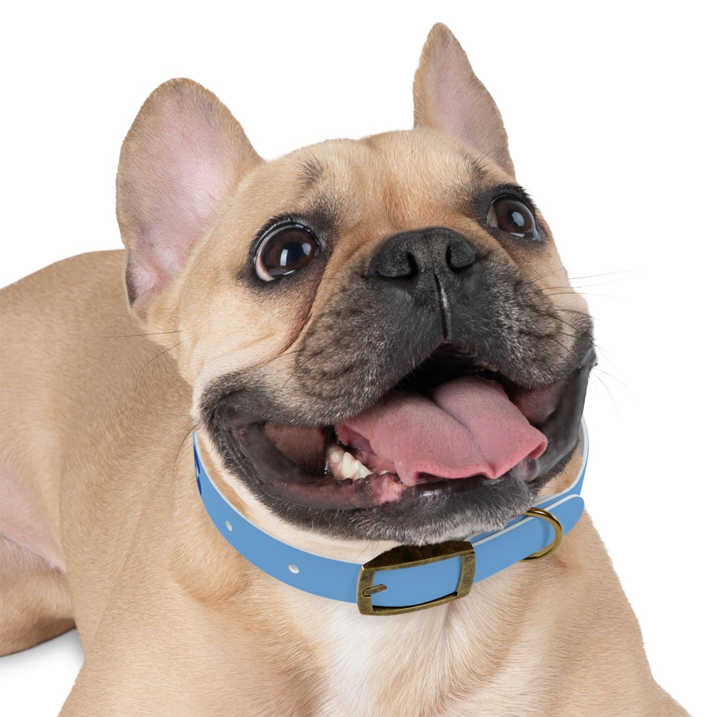 Making The Rounds -- Blue Dog Collar